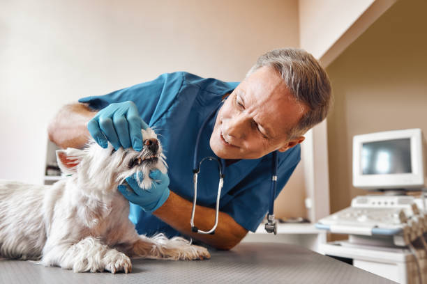Best Same-Day Emergency Dental Services in Peoria Heights, IL